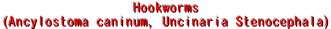 hookworm